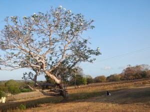 Goat Under Frangipani Tree