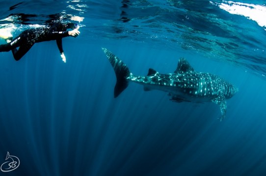 Me with whale Shark