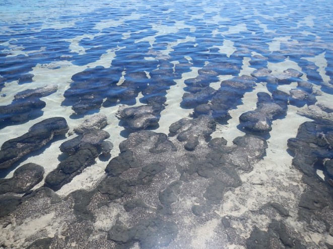 Stromatolites