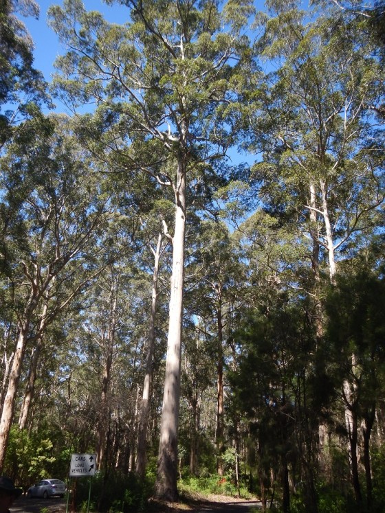 Gloucester Tree Baby