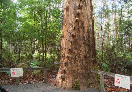 Gloucester Tree climb