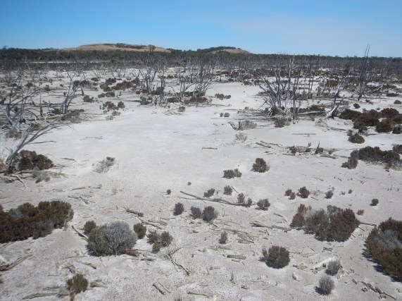 Salt Pans in Wheat Belt