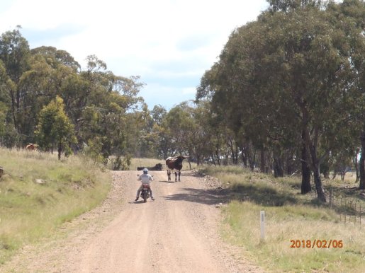 BezzantsLeaseMeAndBull